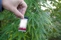 Fotografia kolorowa przedstawiająca krzak marihuany w tle a na pierwszym planie narkotester zabarwiony na kolor czerwony