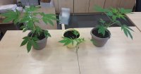 zabezpieczone 3 donice z roślinami konopi