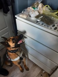 policyjny pies przy szafce z narkotykami