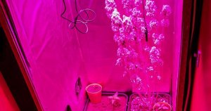 ujawniona plantacja konopi. w środku rośliny, podświetlone różowym światłem