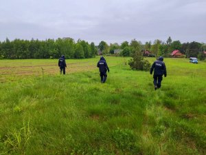 Policjanci przeczesujący łąki w poszukiwaniu zaginionej kobiety