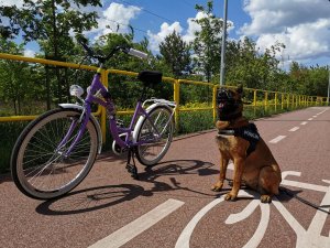 po lewej stronie fioletowy rower a po prawej policyjny pies