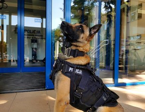 Policyjny pies siedzący przed wejściem do komendy