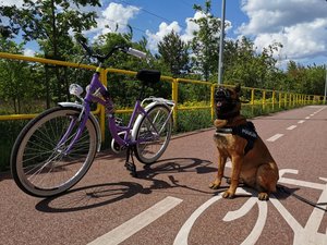 Pies policyjny przy rowerze.