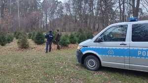 Policjanci i funkcjonariusze Straży Leśnej kontrolują miejsca z choinkami