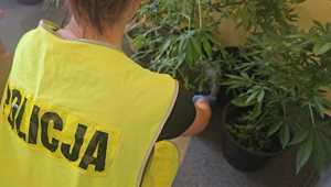 Narkotyki zabezpieczone przez policjantów