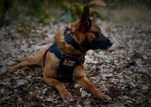 Pies z przewodnikiem