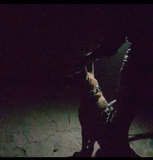 Pies z przewodnikiem