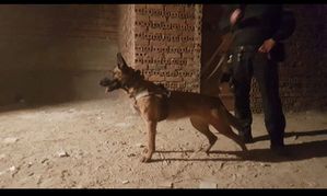 Pies z przewodnikiem