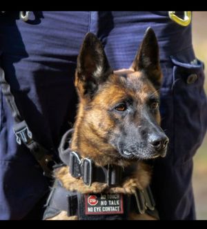 Pies z przewodnikiem