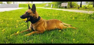 Pies z przewodnikiem