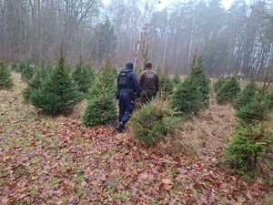 Funkcjonariusze sprawdzają legalność posiadania choinek