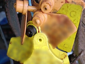 zdjęcia do kradzieży bydła